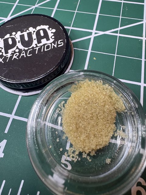 The open jar from closer: sandy, light-tan hash with the PUA Extractions lid behind it