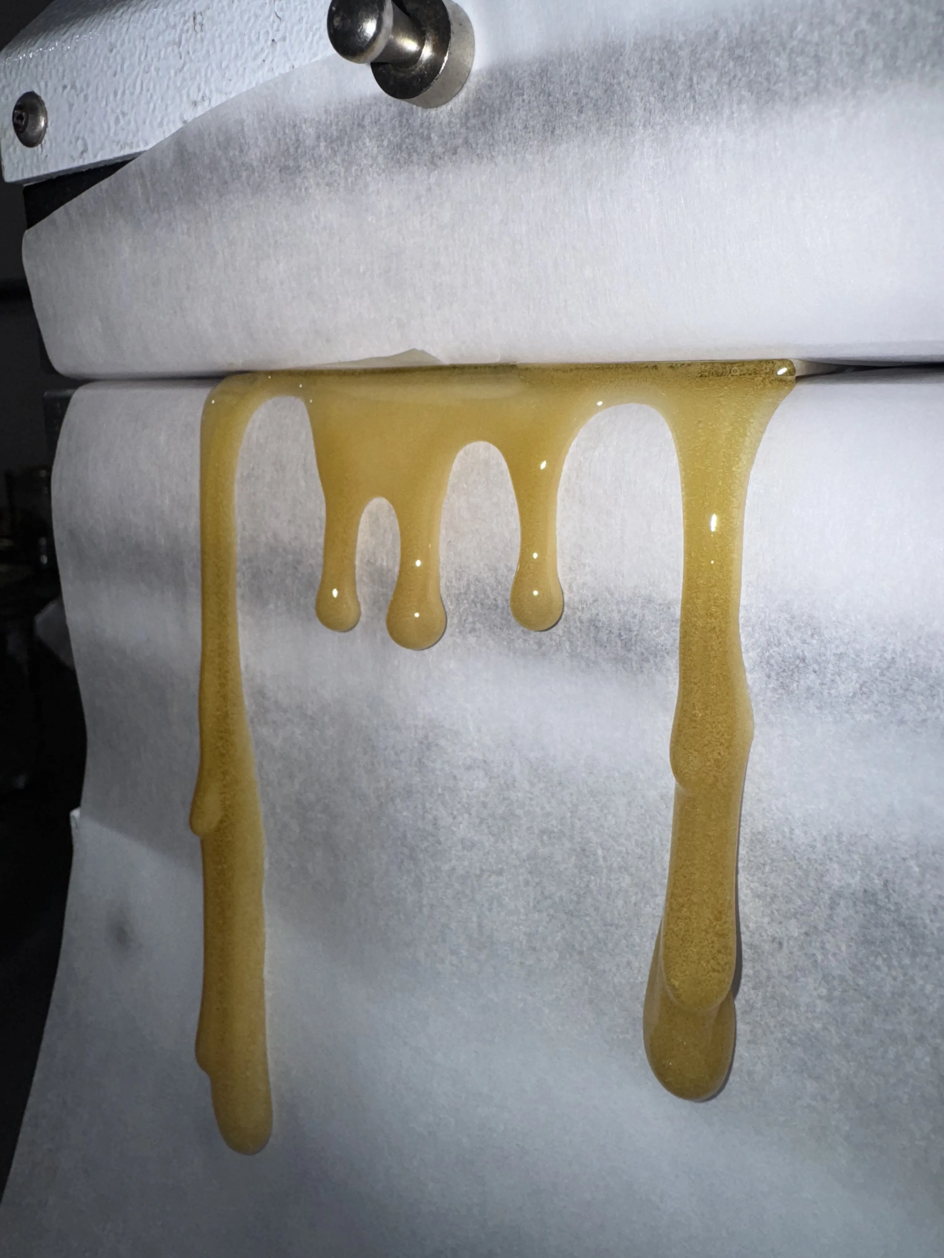 Bubble hash being pressed into rosin on a commercial rosin press, showing the extraction in progress