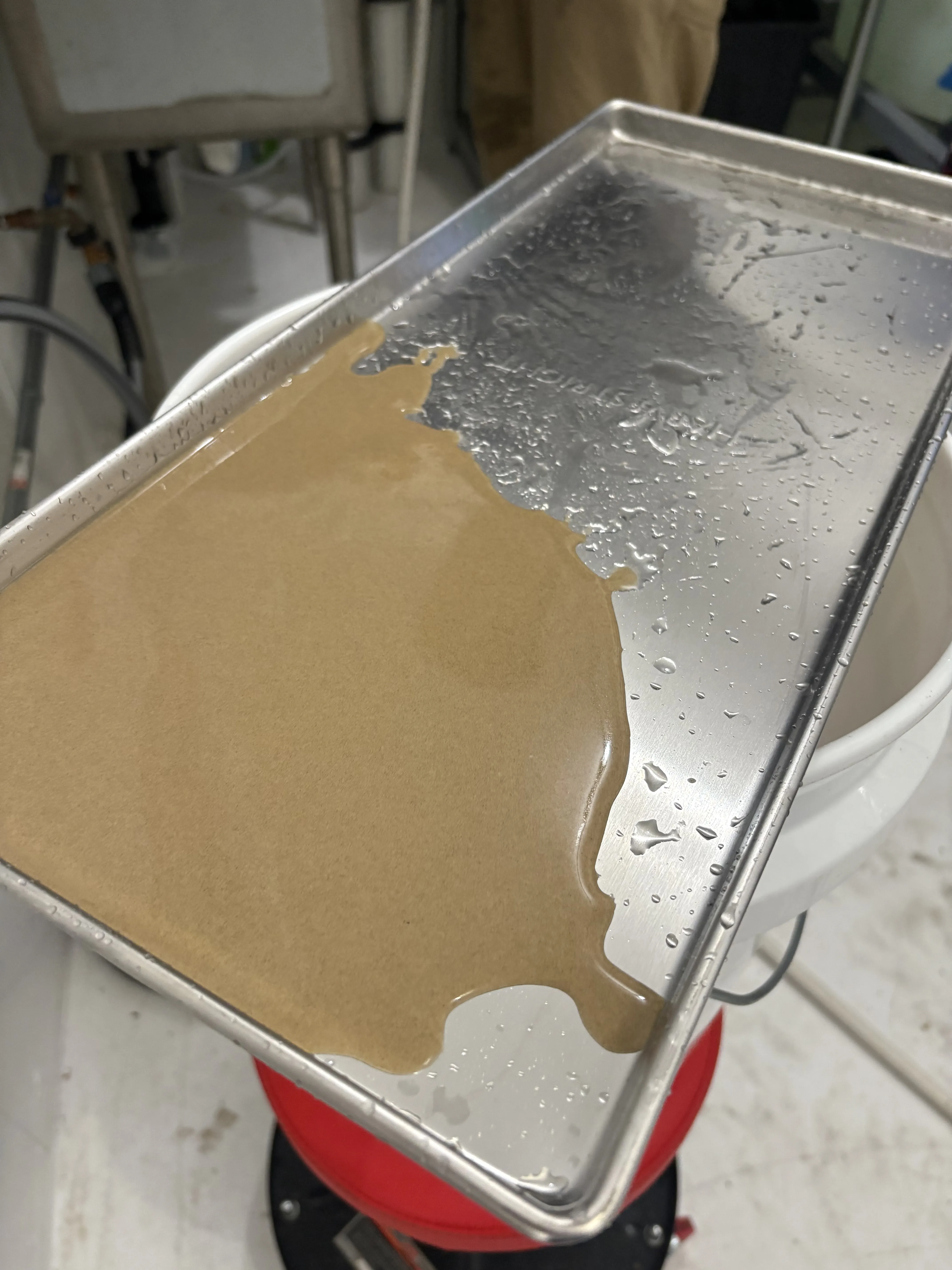 Wet hash patty on a tilted stainless steel tray draining water, showing the golden starting material used for hash rosin pressing