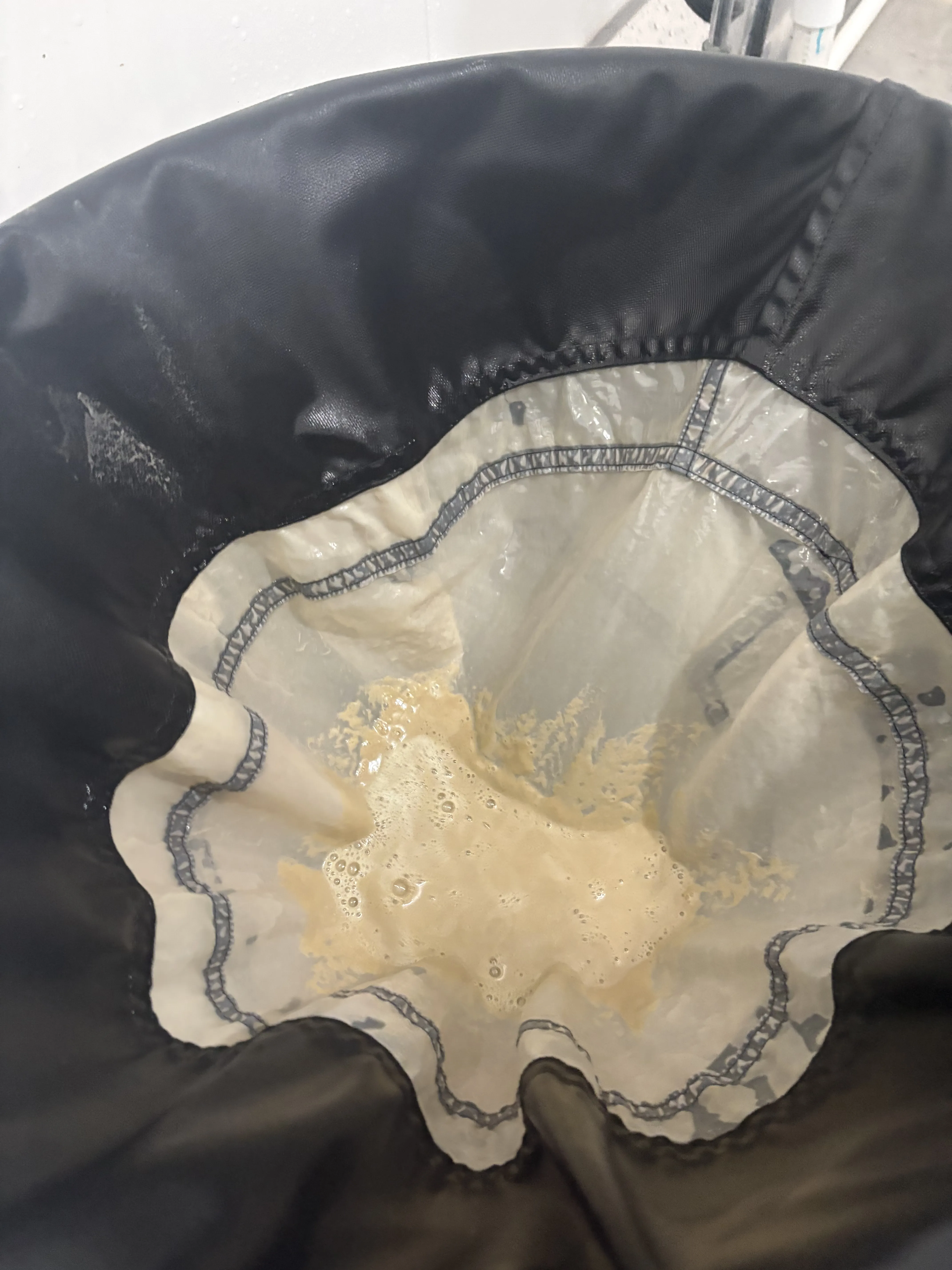 Bubble bag with a larger yield of golden wet hash sitting on the fine mesh screen after ice water extraction