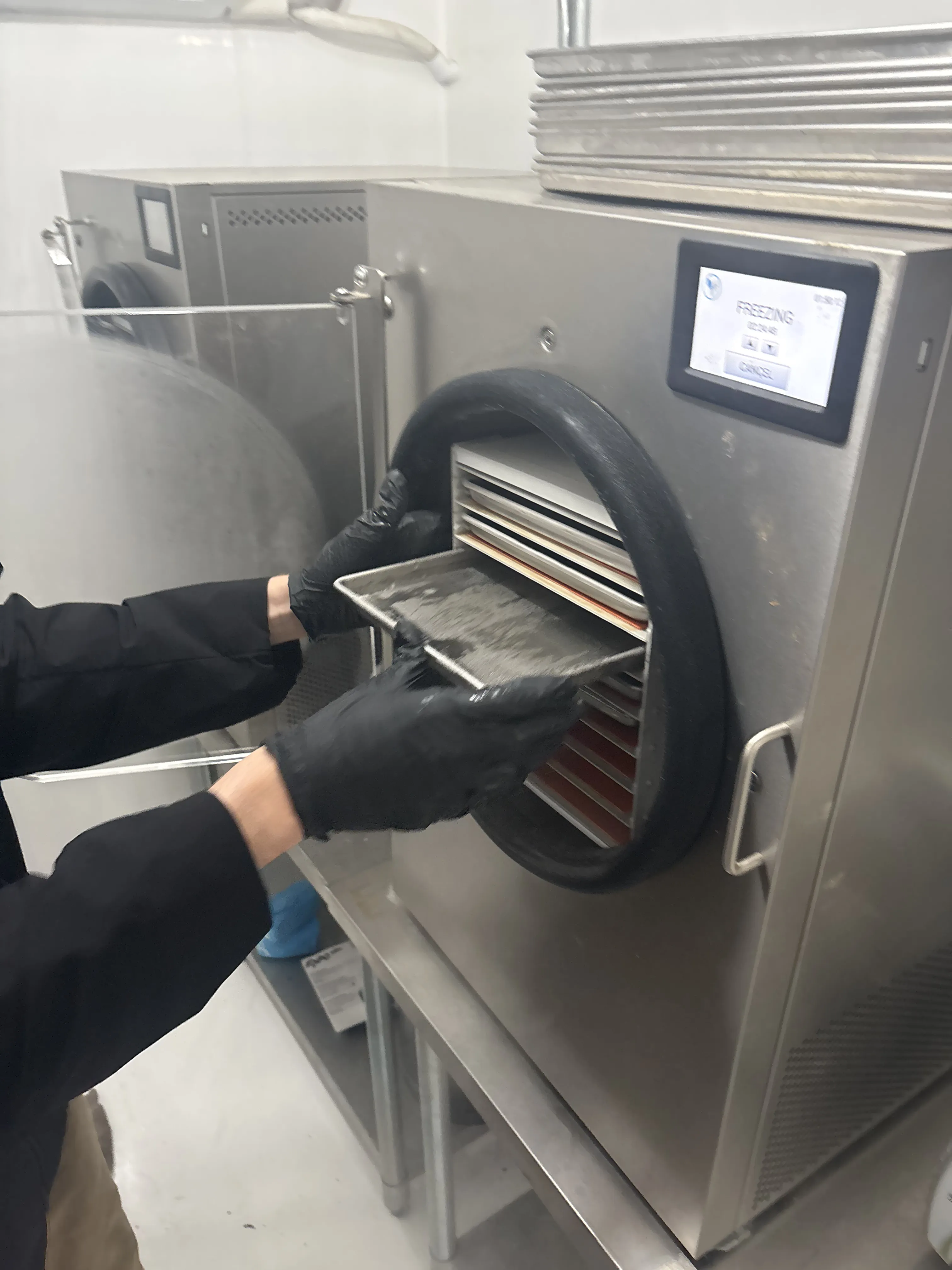 Gloved hands pushing stainless steel trays of hash into freeze dryer shelves at close range