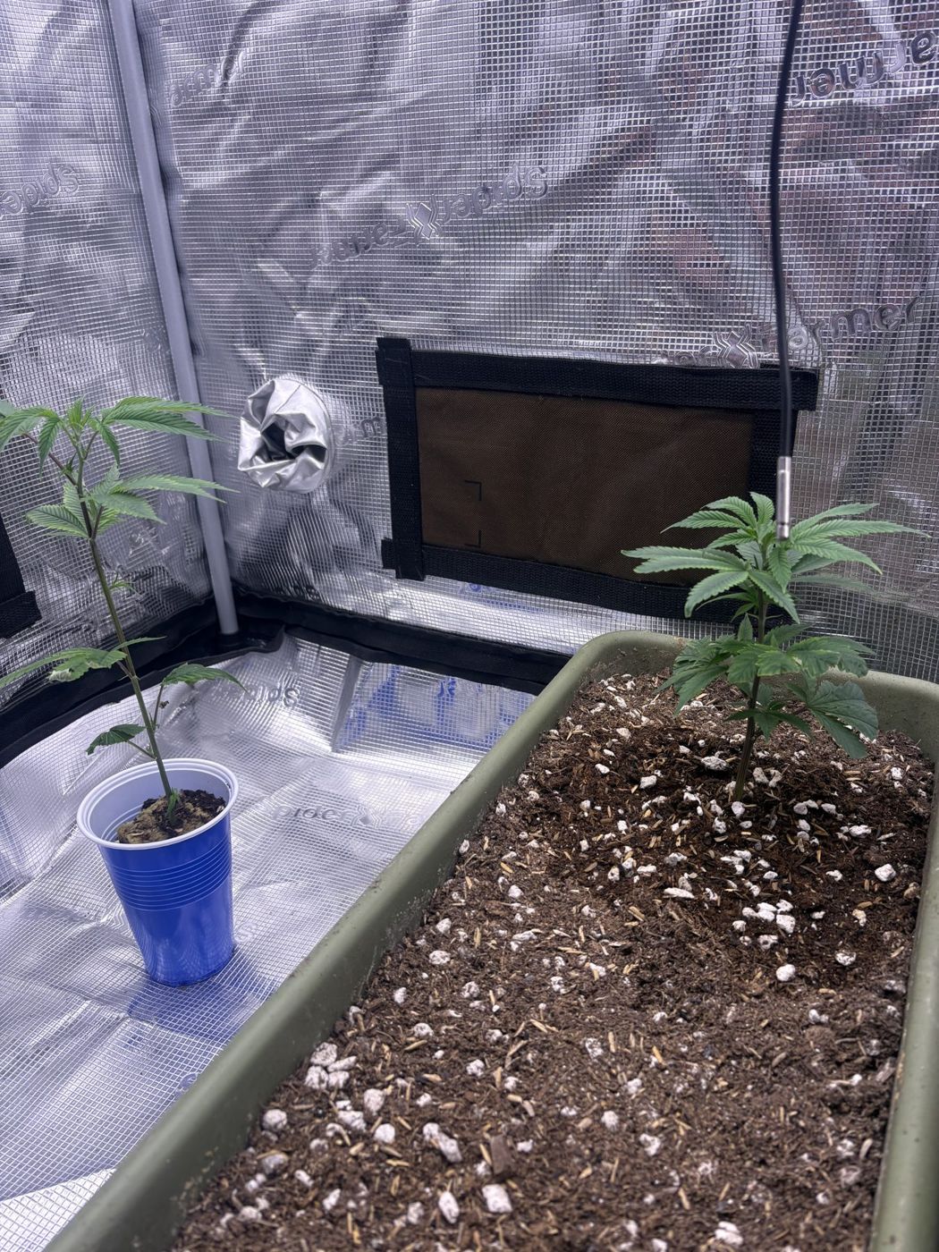 Two young plants in the tent: one in a blue cup, one already in a planter