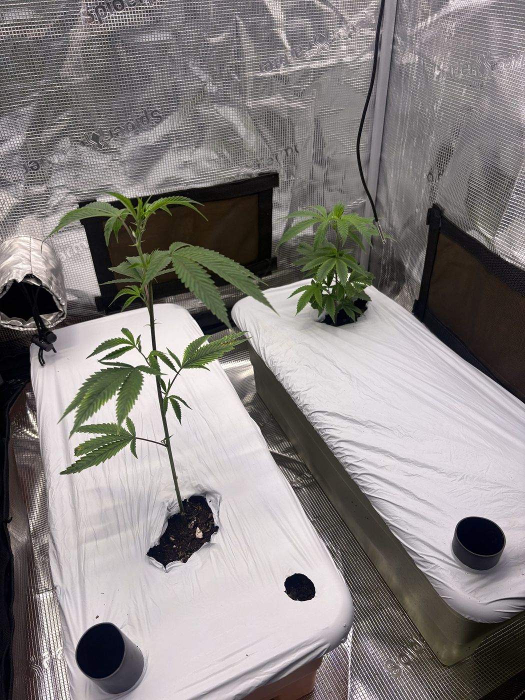 Both plants in white-covered self-watering planters with fill tubes