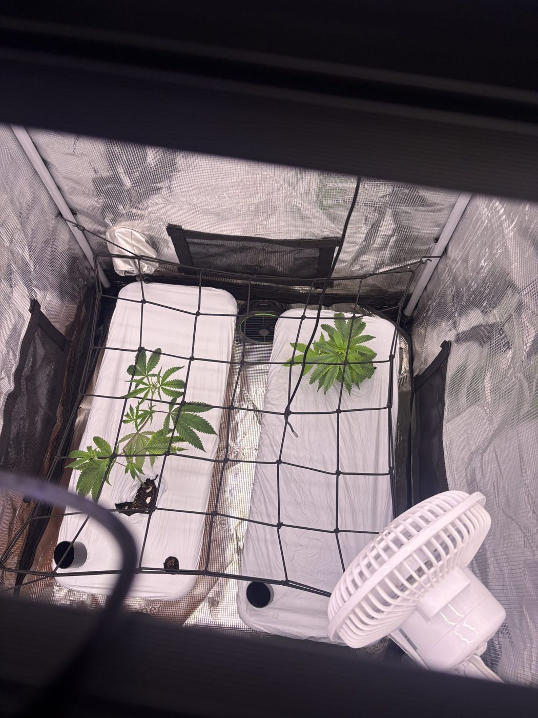 Top-down view of a trellis net over both planters with a clip fan
