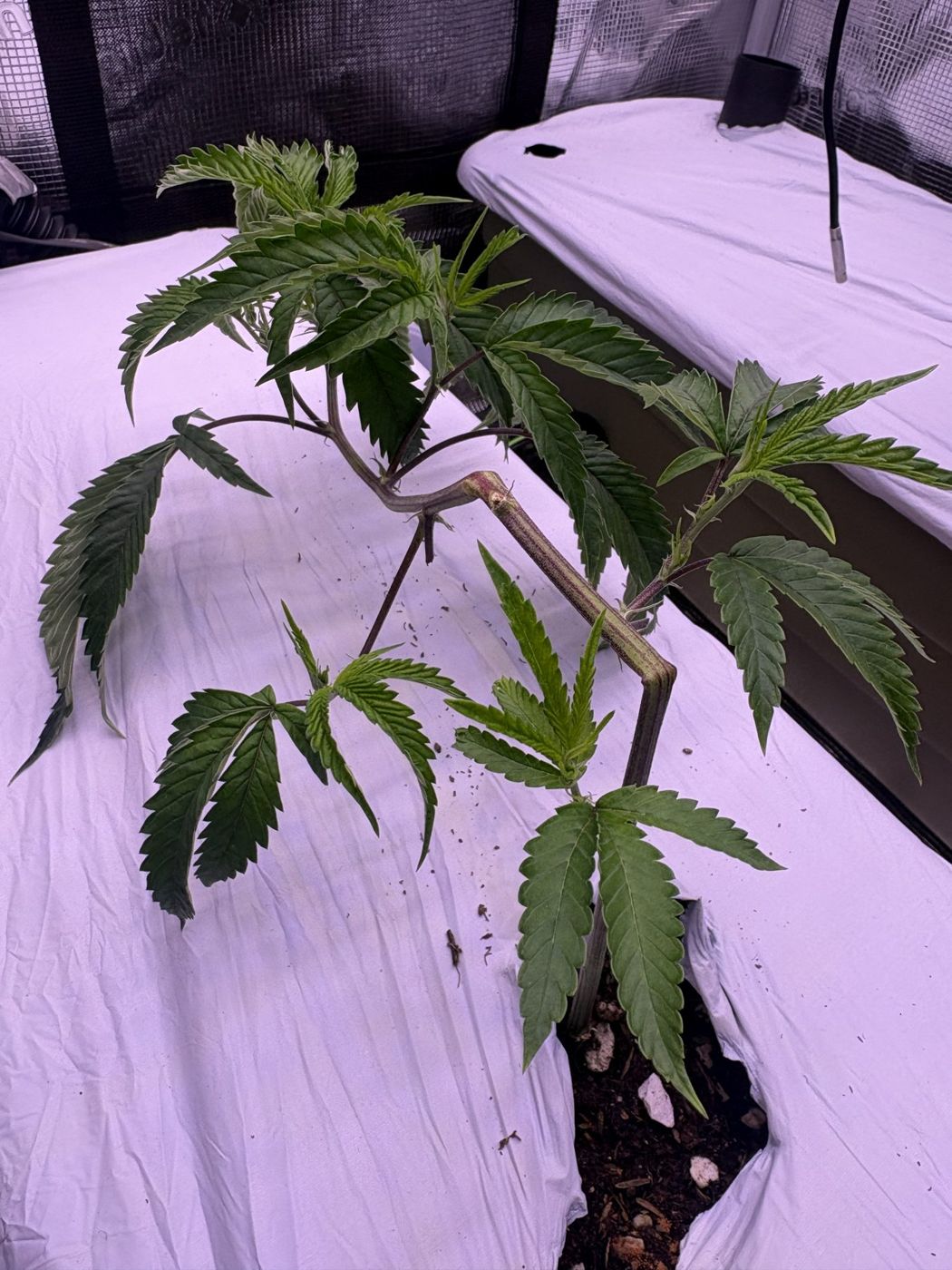 Main stem bent over sideways, with new shoots turning upward
