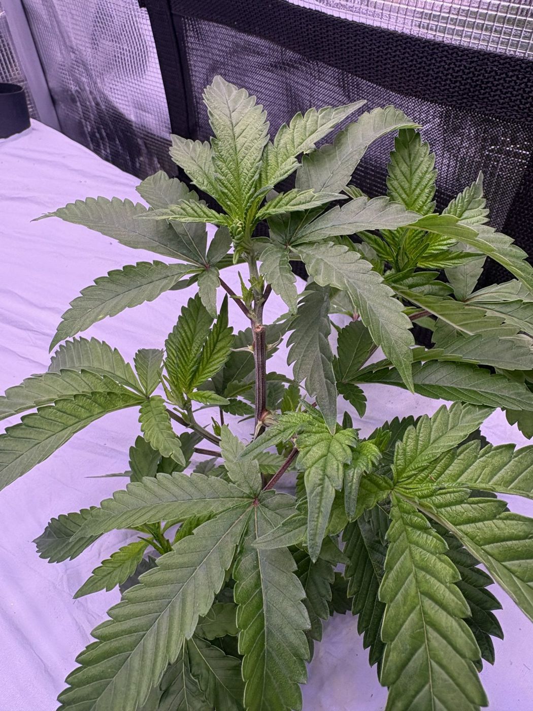 Overhead view of the other plant's top growth