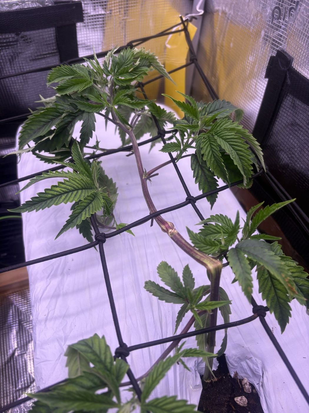 Branches spread out under the trellis net