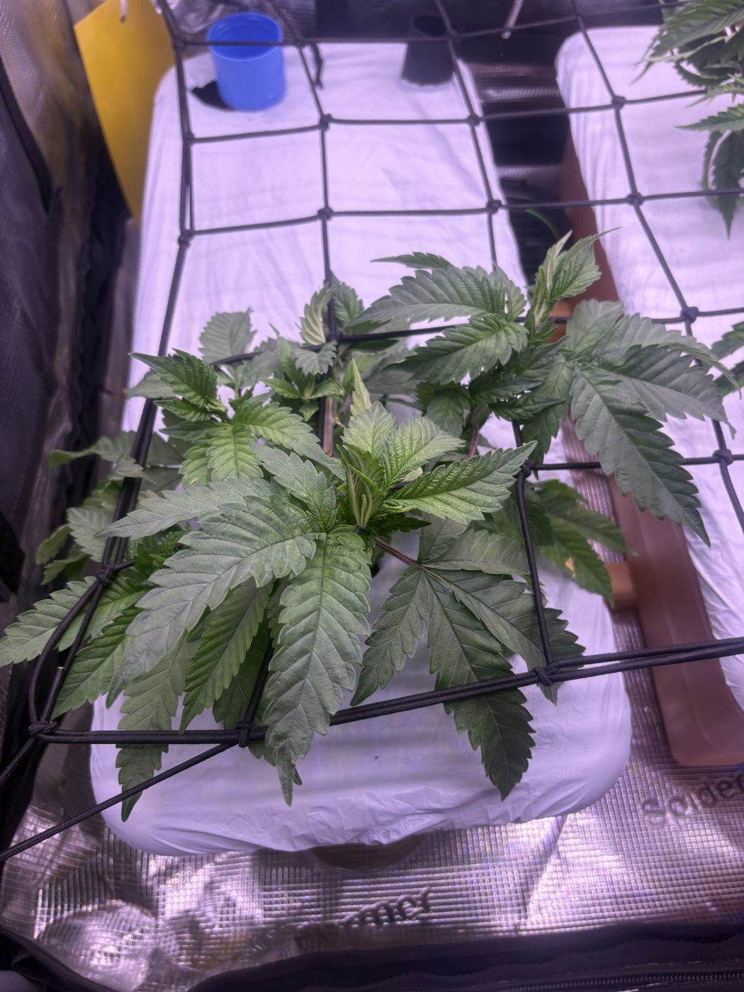 The shorter plant, dense and bushy, under the net