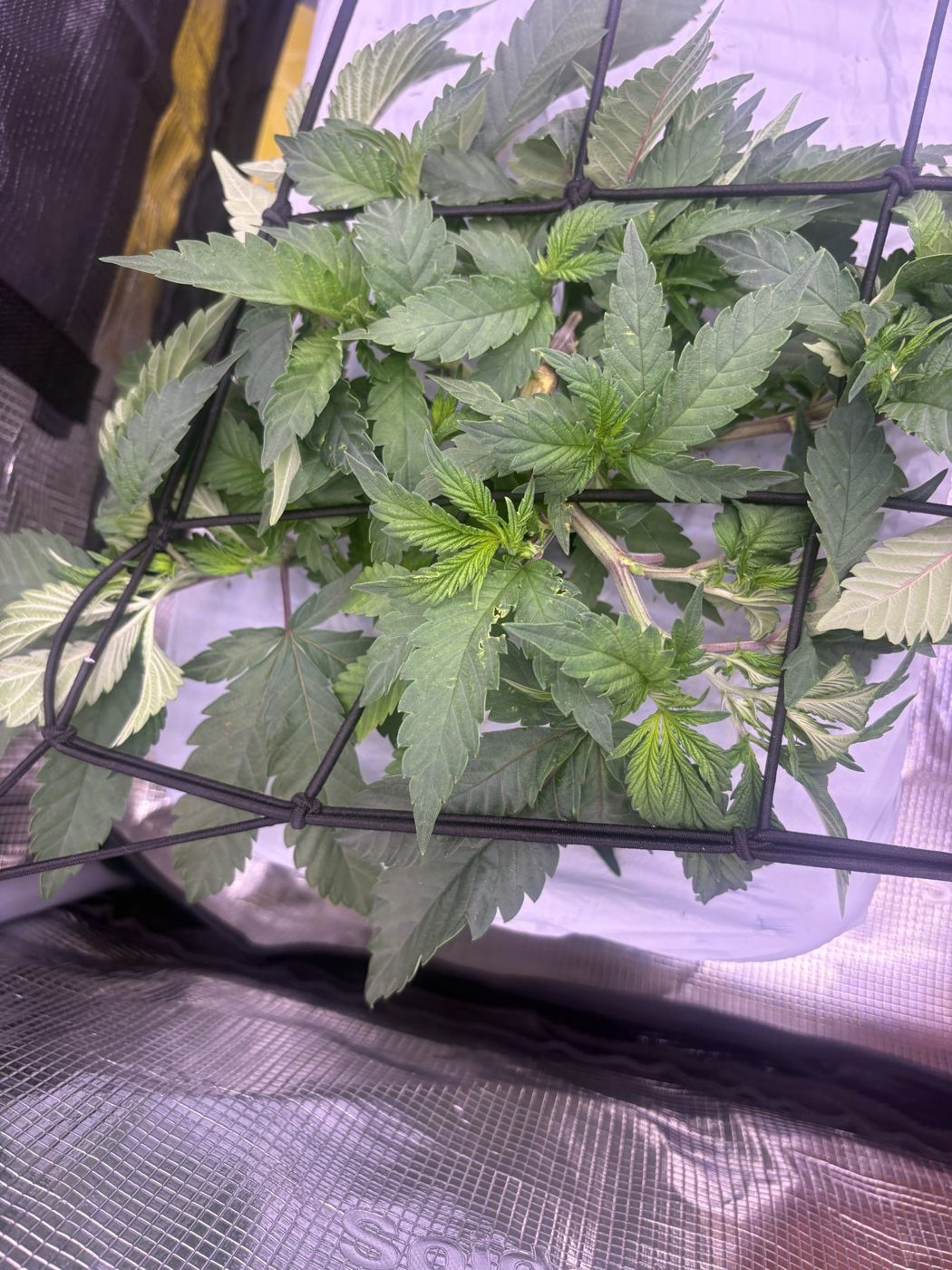 The bushy plant filling its half of the net