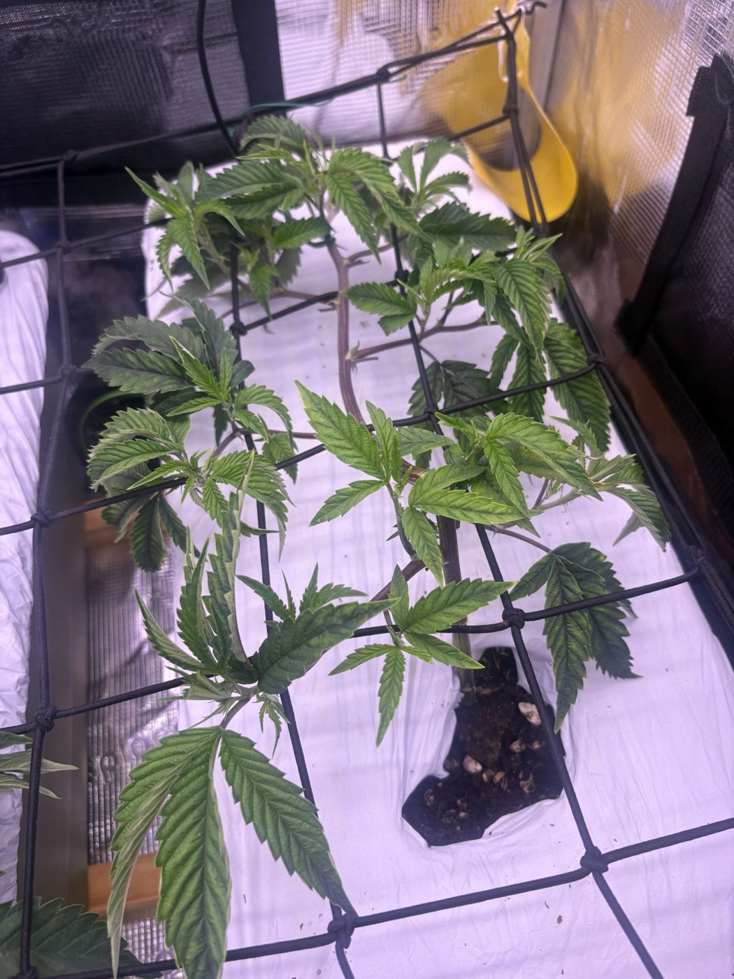 Top-down view of the long plant spread through the net