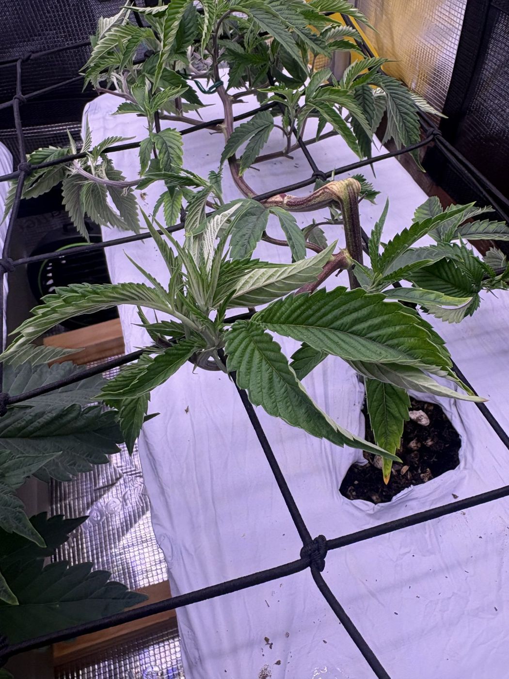 Healed knuckles on the bent stems