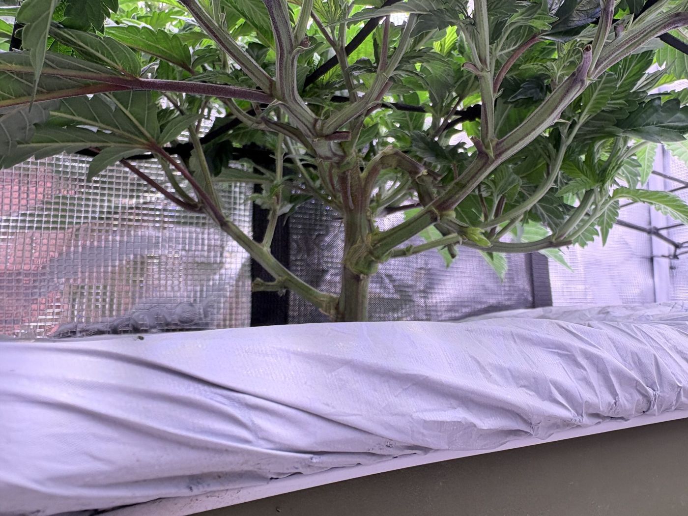 Side view under the canopy, showing many stems coming off the planter