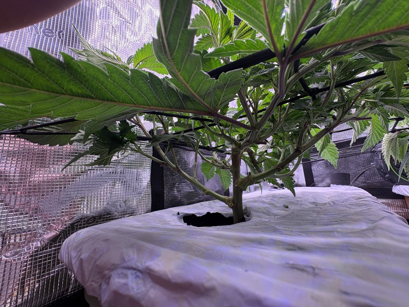 Looking up from under the canopy before cleanup