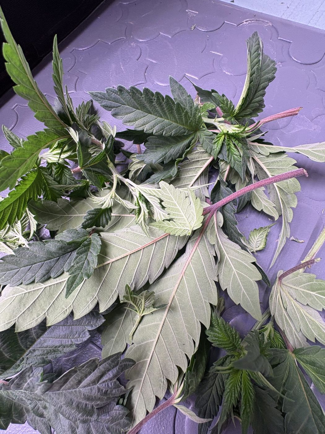 A pile of removed lower leaves and small shoots