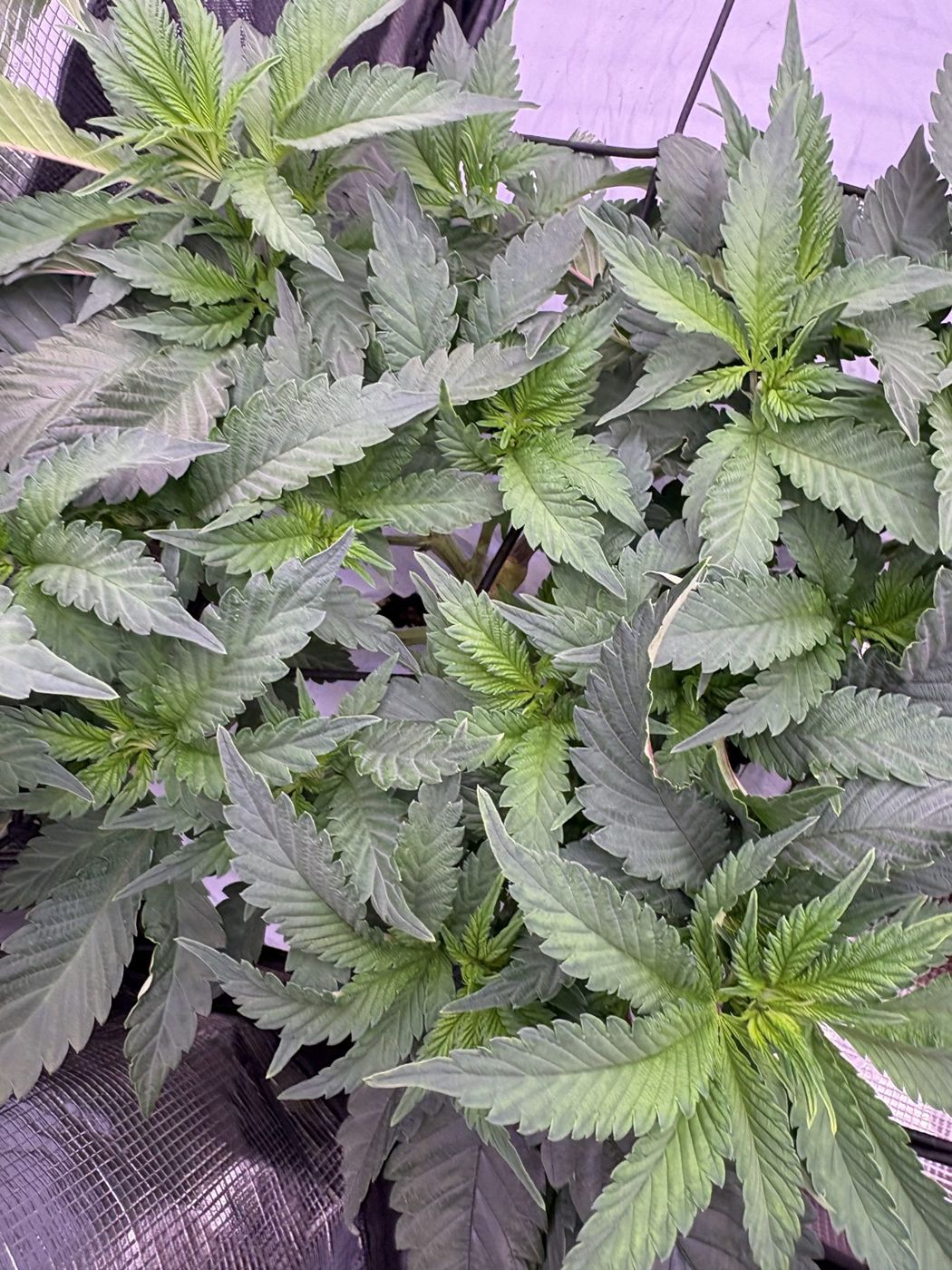 Close view of the canopy tops