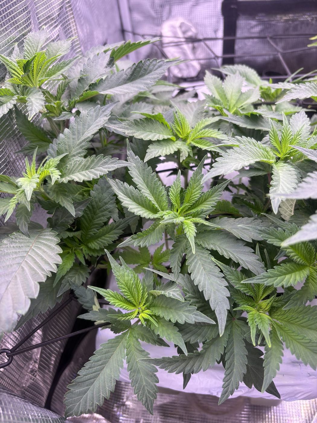 Close view of new growth with pale new leaves