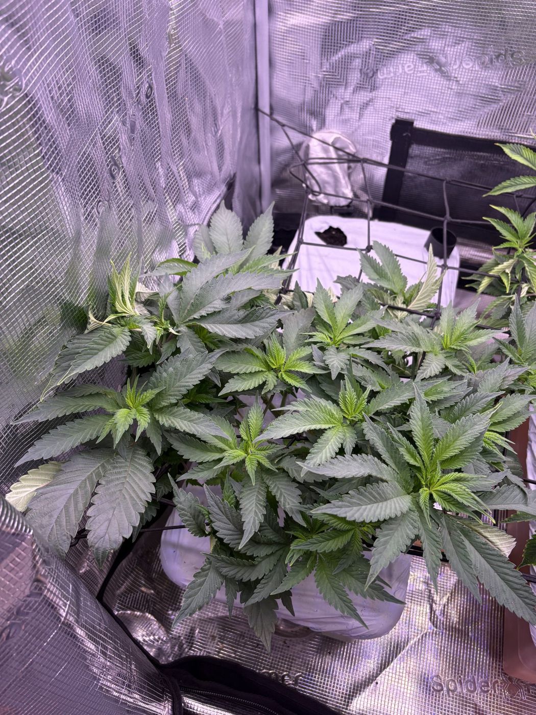 The tent canopy filling the trellis net, two days into flower