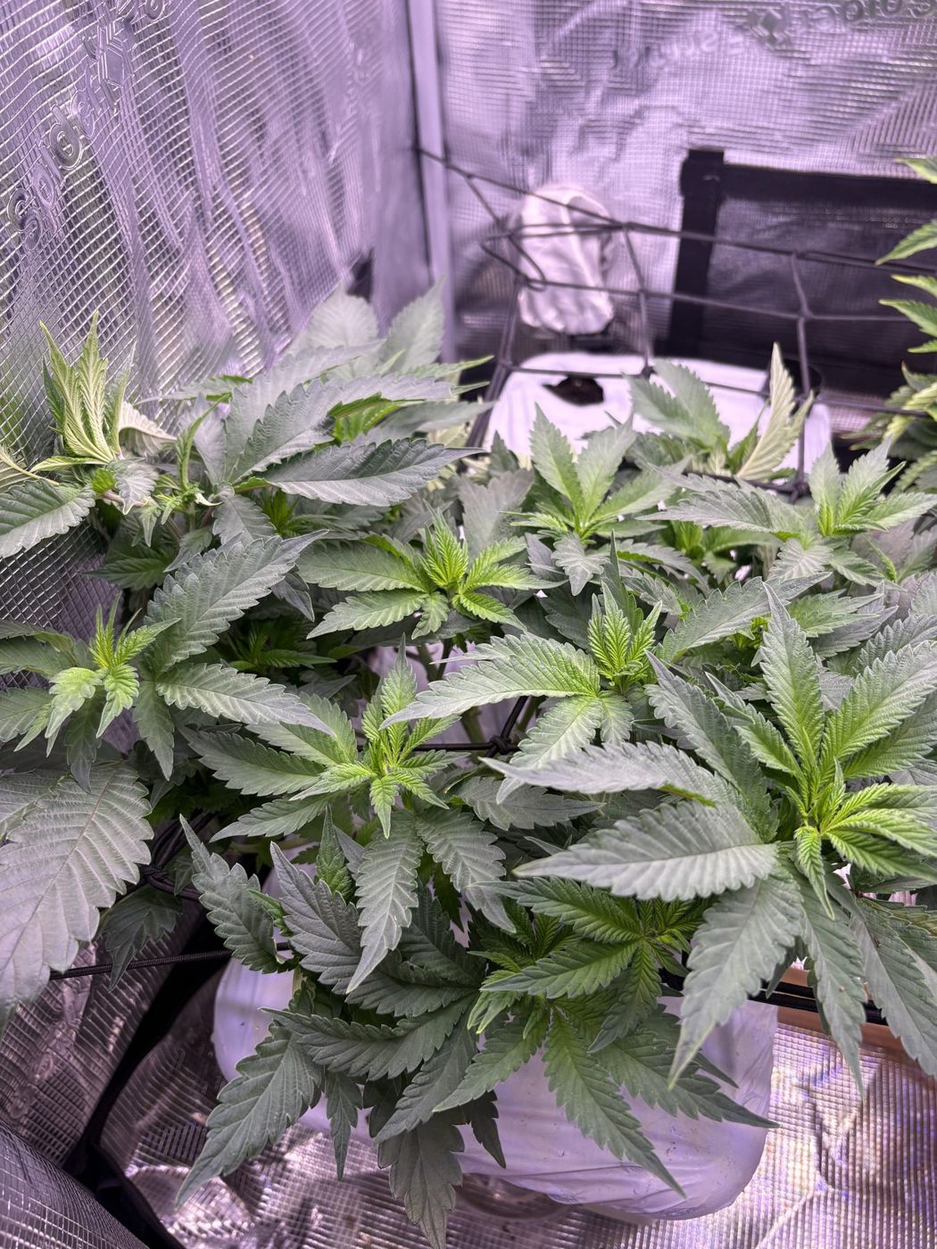 Side view of the filled canopy